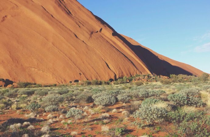 El Cóndor Andino: Majestuoso Emblema de los Andes